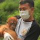 Panut Hadisiswoyo with a rescued orangutan.